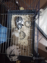 Coniglietti nani da compagnia