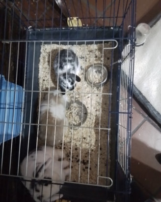 Coniglietti nani da compagnia