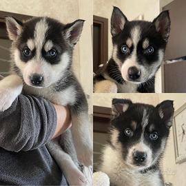 Siberian Husky