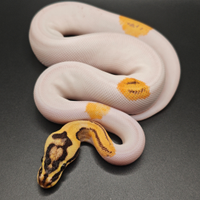 Pitoni reali del 2025 disponibili