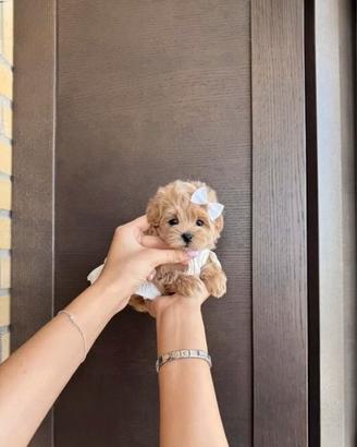Maltipoo micro