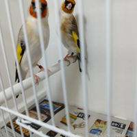 Cardellini Mayor Agata