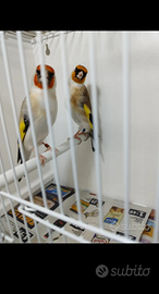 Cardellini Mayor Agata