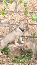 Cuccioli cane lupo cecoslovacco