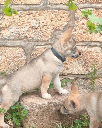 Cuccioli cane lupo cecoslovacco