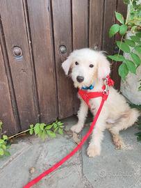 Maltipoo cucciolo