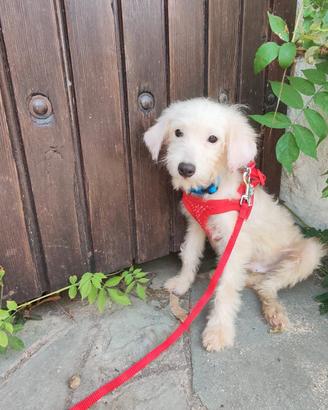 Maltipoo cucciolo