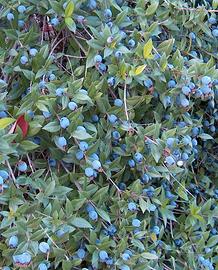 🌿 Piante di Mirto Nero Sardo 🌟