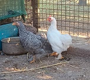 Coppia cocincine nane