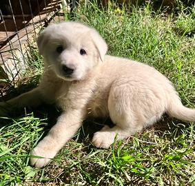 Cuccioli in ADOZIONE