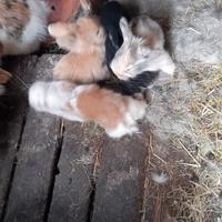 Conigli nani ariete cuccioli