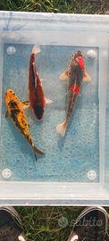 Carpe koi - 20/25 cm