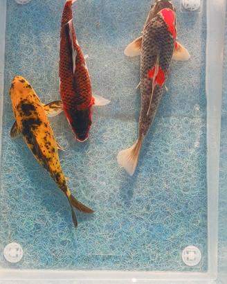 Carpe koi - 20/25 cm
