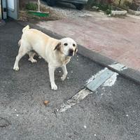 Labradoodle 12 mesi