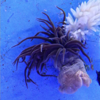 Anemoni Aiptasia , nutrimento di varie specie