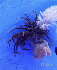 Anemoni Aiptasia , nutrimento di varie specie