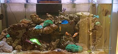 Aquario marino