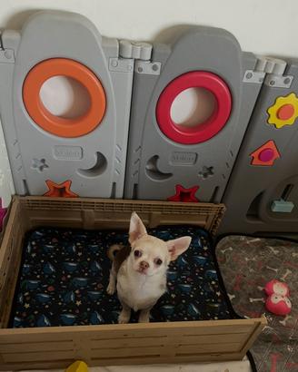 Chihuahua