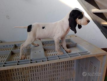 Cane caccia al cinghiale