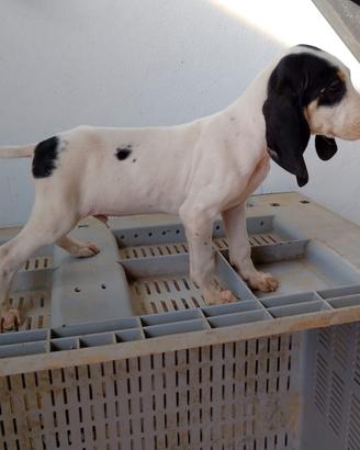 Cane caccia al cinghiale