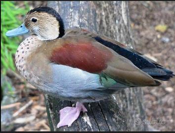 Anatre alzavole brasiliane