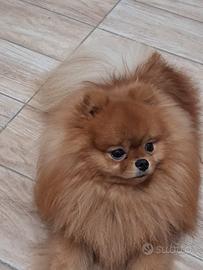 Cucciolo X accoppiamento