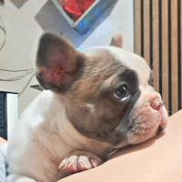 Bulldog francese caille occhi azzurri