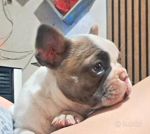 Bulldog francese caille occhi azzurri