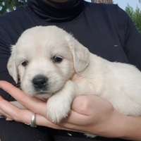 Cucciola di Golden retriever inglese