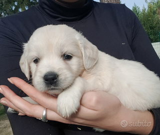 Cucciola di Golden retriever inglese