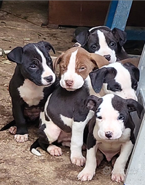 Cuccioli di Pitbull terrier ukc