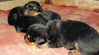 Cucciololi di rottweiller