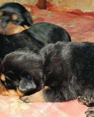 Cucciololi di rottweiller