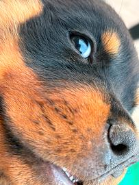 Rottweiler cucciola