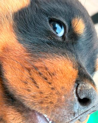 Rottweiler cucciola