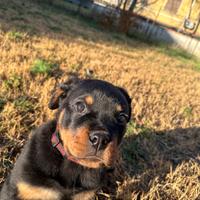 Buono da 800 per rottweiler