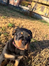 Buono da 800 per rottweiler