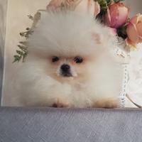 Dolcissima POMERANIA BIANCA LINEE AMERICANE