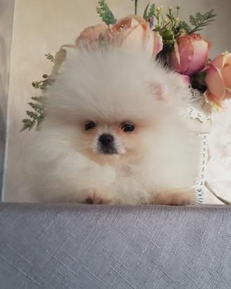 Dolcissima POMERANIA BIANCA LINEE AMERICANE