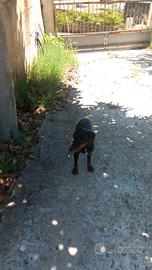 Jagd terrier 8 mesi
