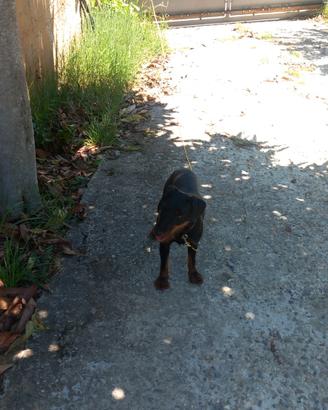 Jagd terrier 8 mesi