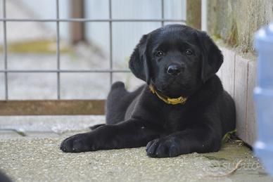 Ciccioli di Labrador
