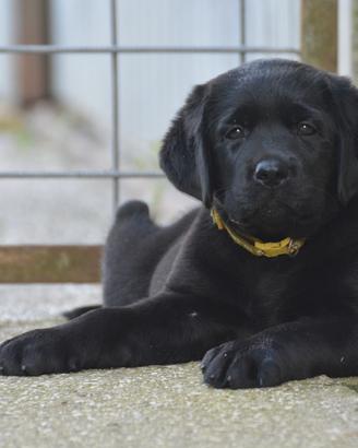 Ciccioli di Labrador