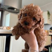 Cuccioli barboncino toy