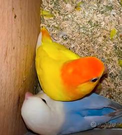 Pulli di inseparabili roseicollis