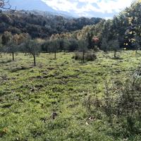 Terreno Uliveto