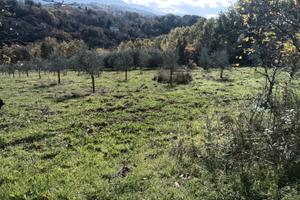 Terreno Uliveto