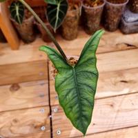 ALOCASIA HETEROPHYLLA 4