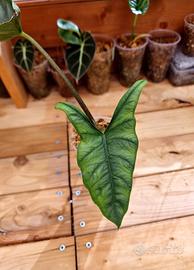 ALOCASIA HETEROPHYLLA 4