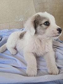 Cuccioli meticci futura taglia media